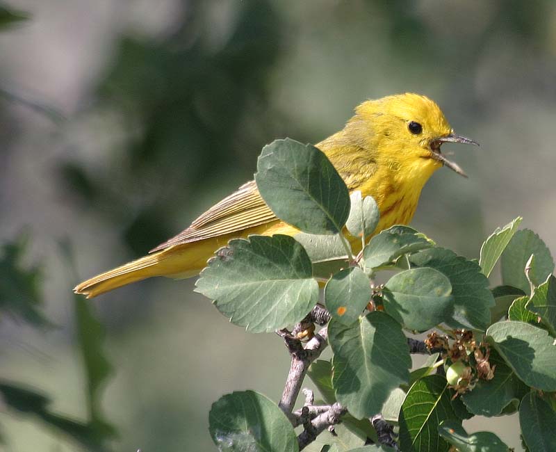 Yellow Warbler
