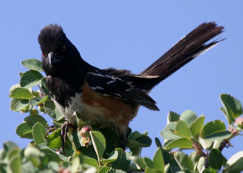 Unhappy bird