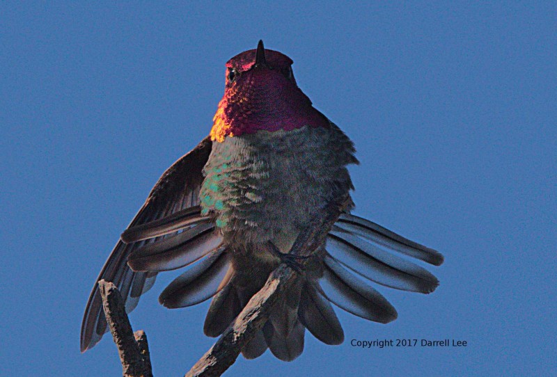 Anna's Hummingbird displaying