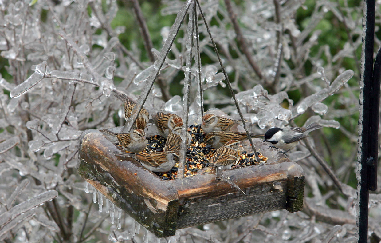 IcyFeederFullof Birds