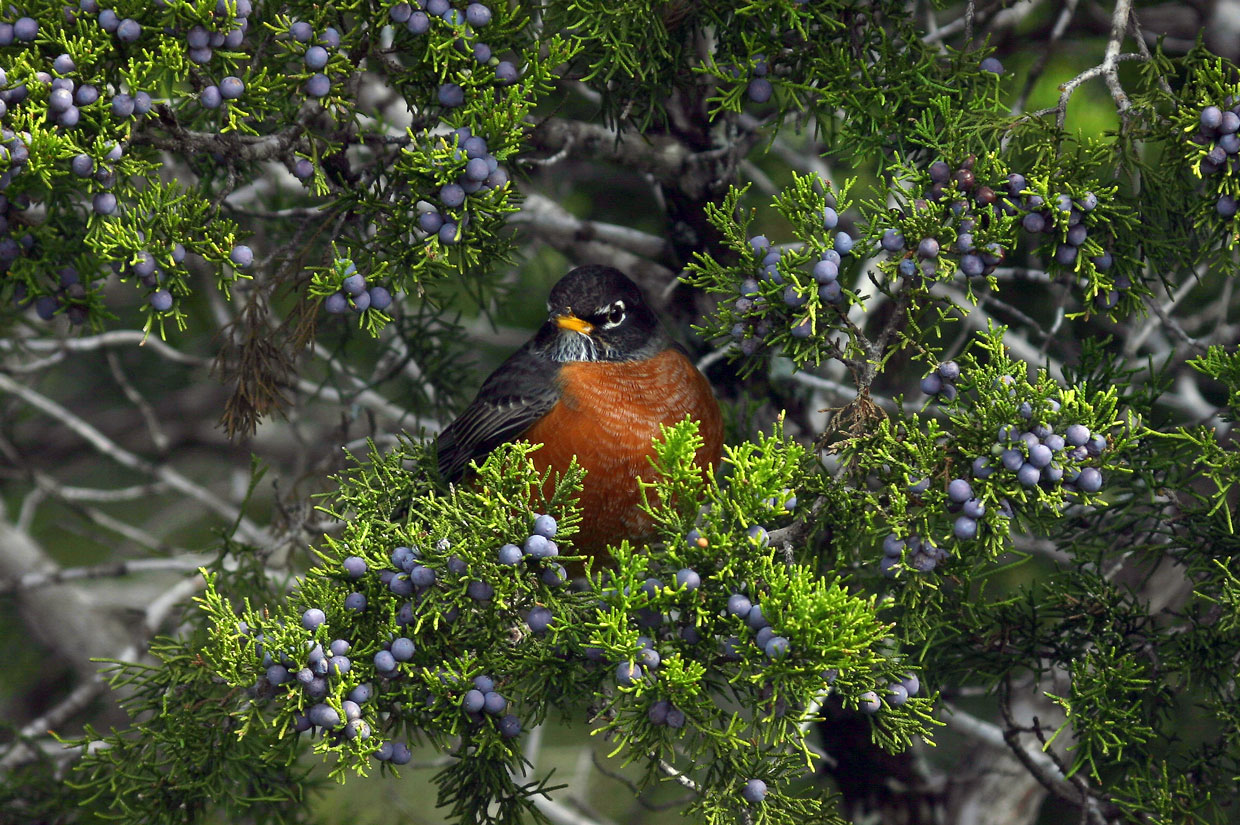 American Robin