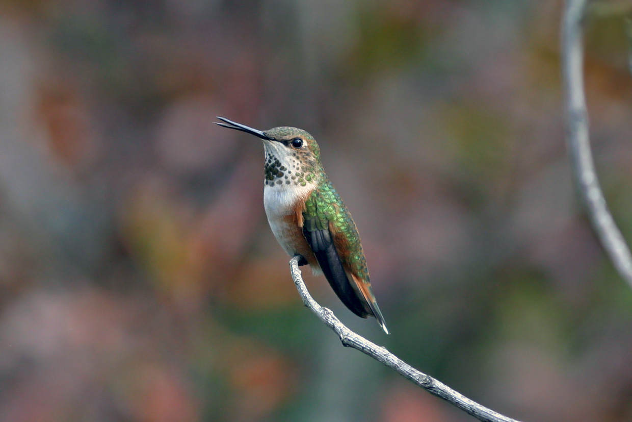Rufous Hummingbird