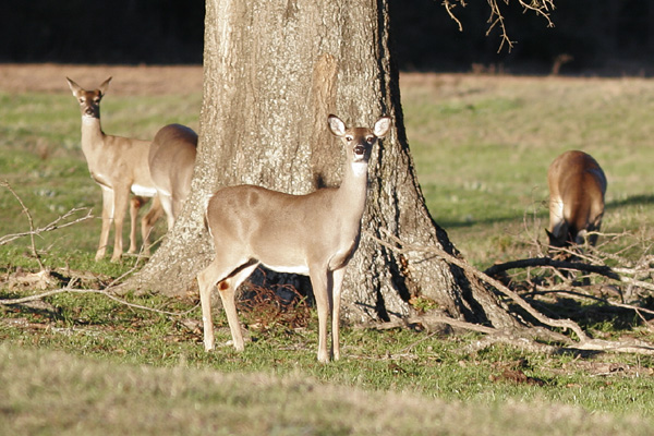 White-tailed Deer