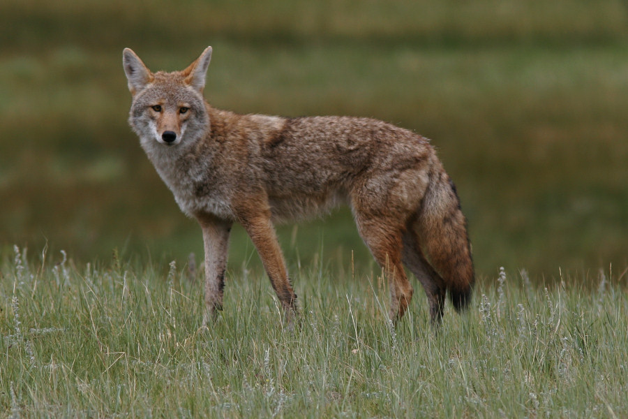 Close Encounter