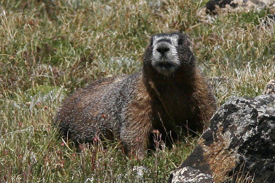 Marmot