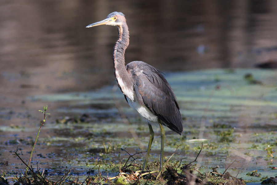 Tri-colored Heron
