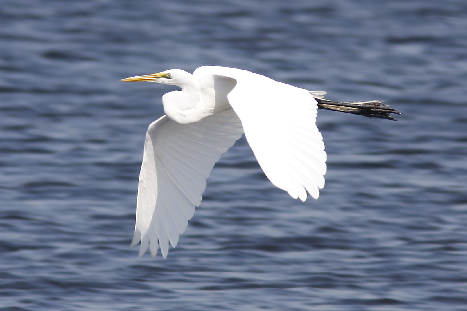 Flying Low