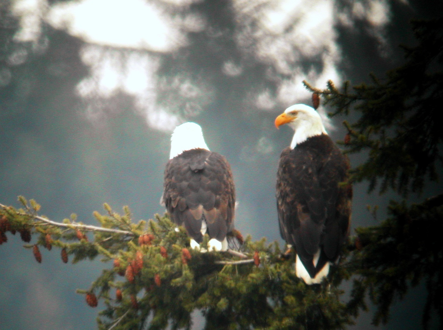 Double Eagles