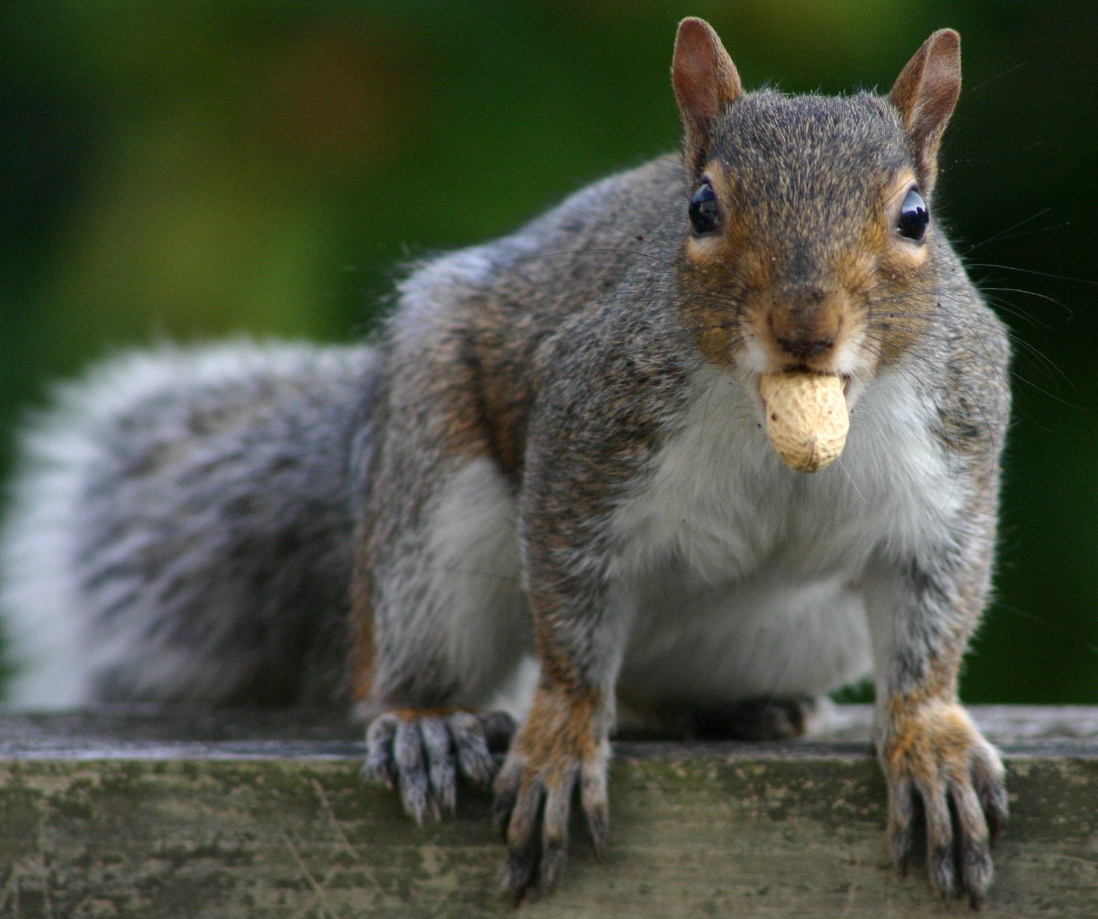 Peanut Eater