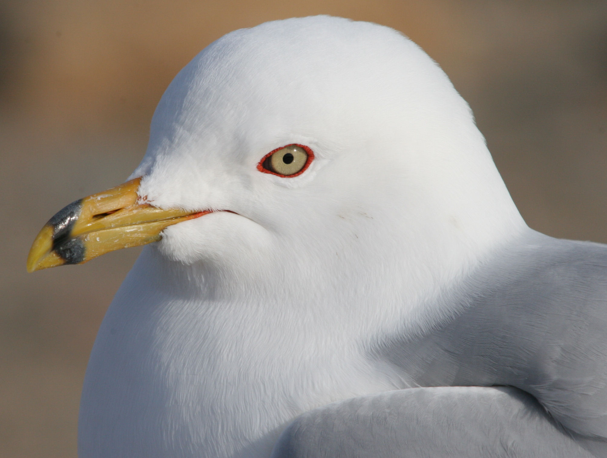Young Seagull