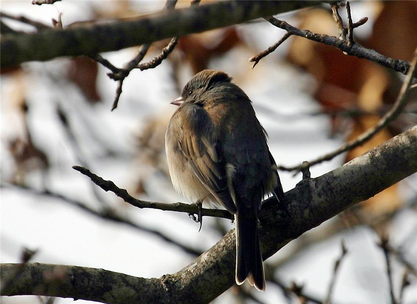 Junco  01/21/09