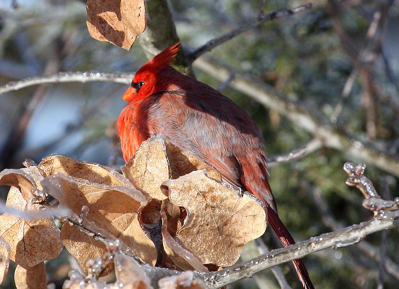 Cardinal 01-28-09