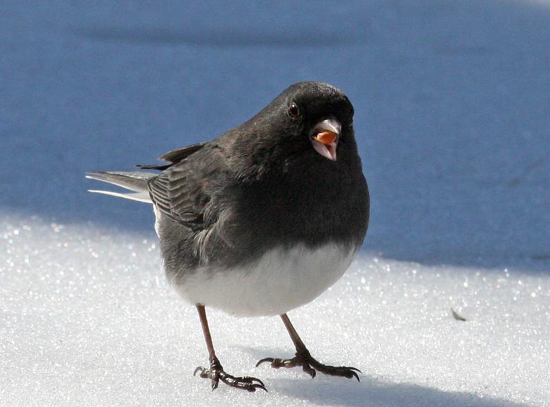 Junco? 01-28-09