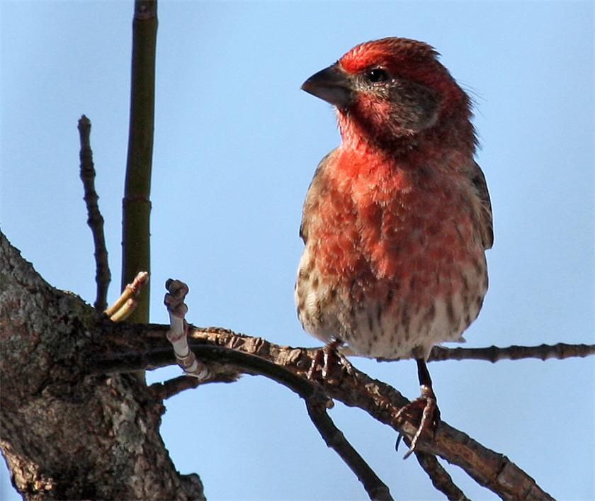 House Finch