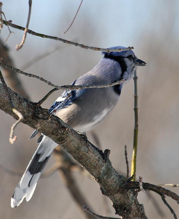 Blue Jay