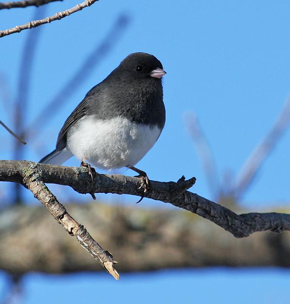 Junco