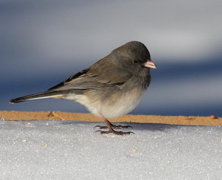 Sparrow