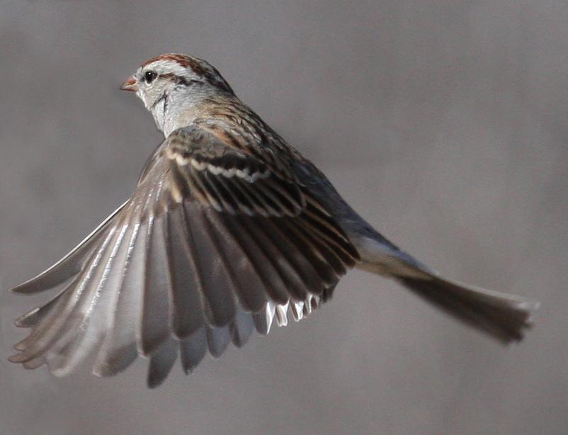 Tree Sparrow In Flight