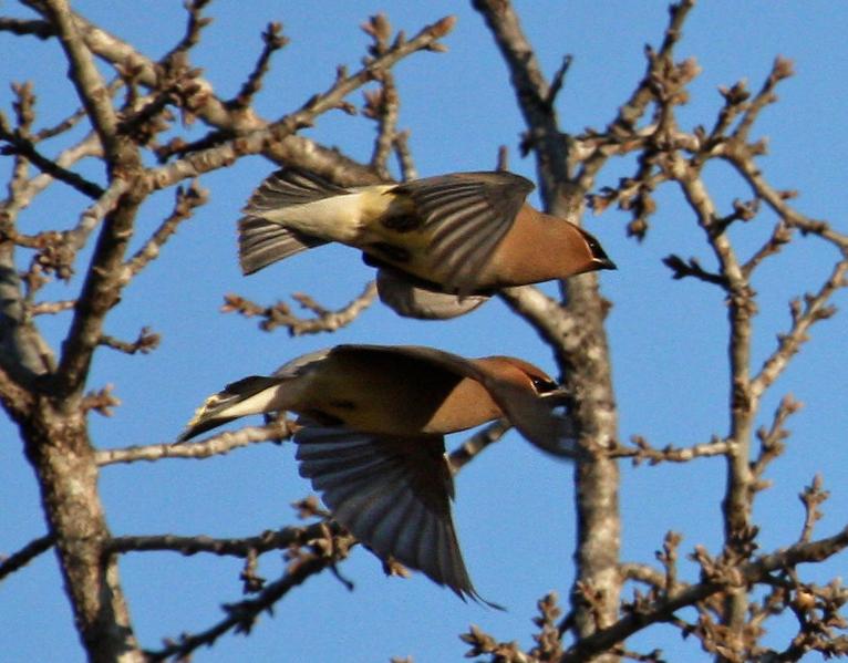 Cedar Waxwings In Flight