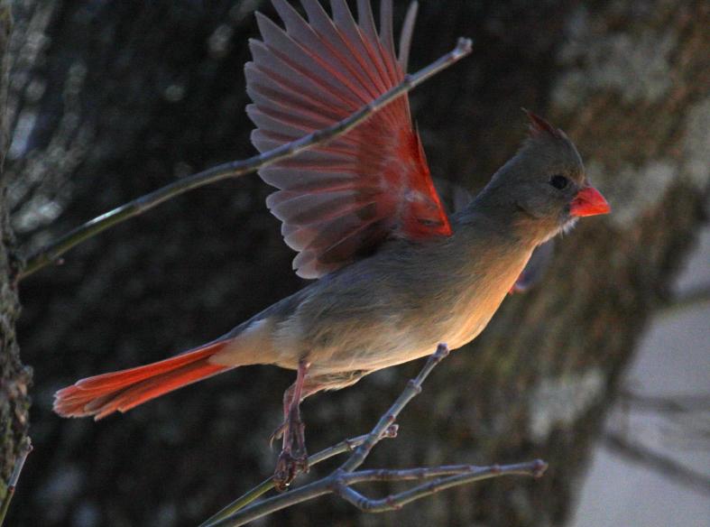 Cardinal Take Off