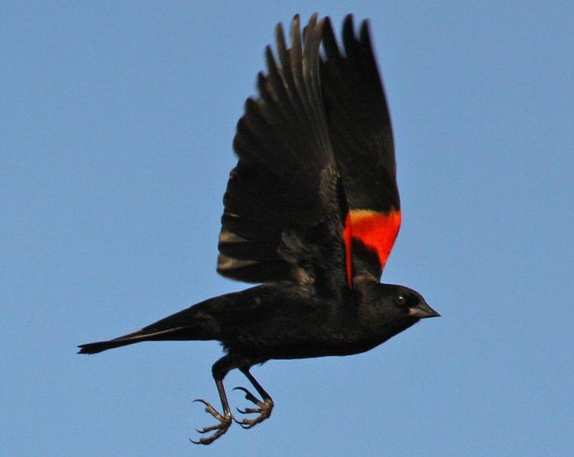 Red-Winged Blackbird In Flight