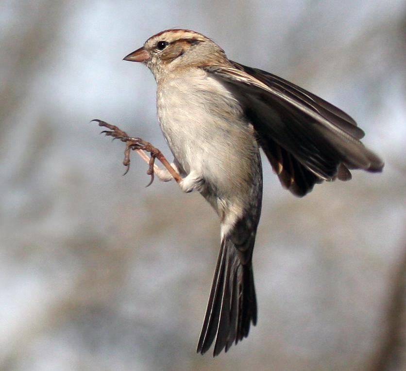 Sparrow Ready To Land