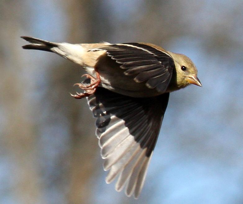 Female American Goldfinch In Flight