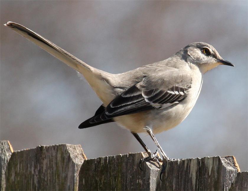 Mockingbird 02-19-09
