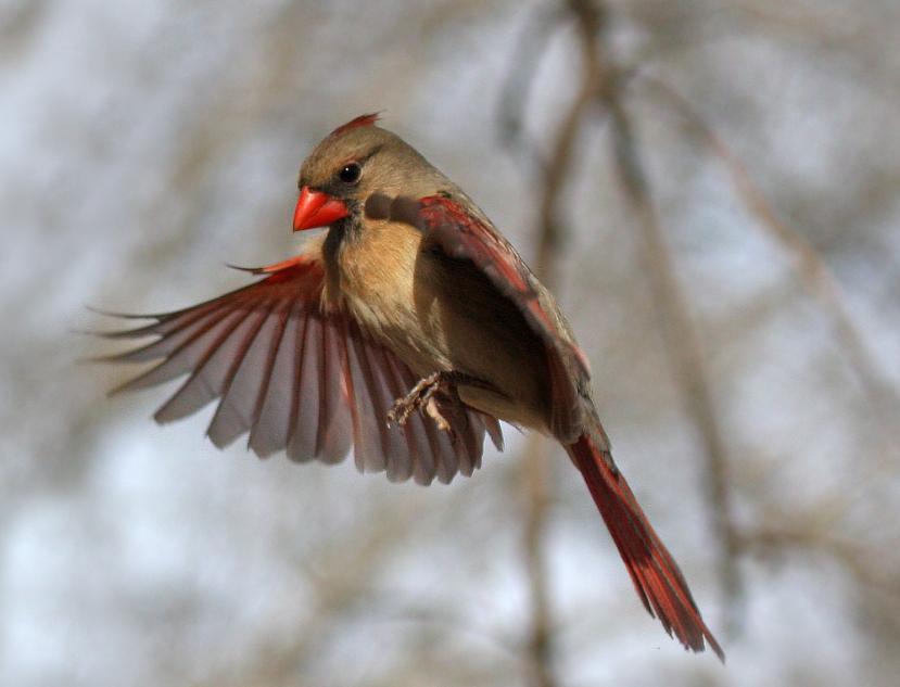 Female Cardinal 03-02-09