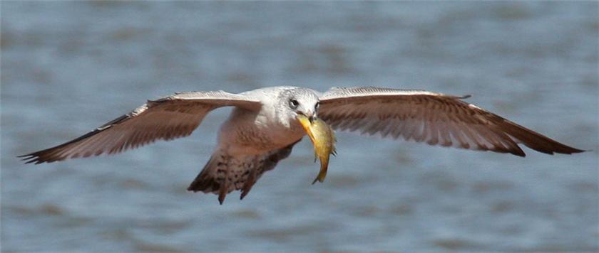 Ring-Billed Gull With Fish 03-19-09
