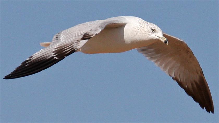 Ring-Billed Gull In Flight 03-19-09