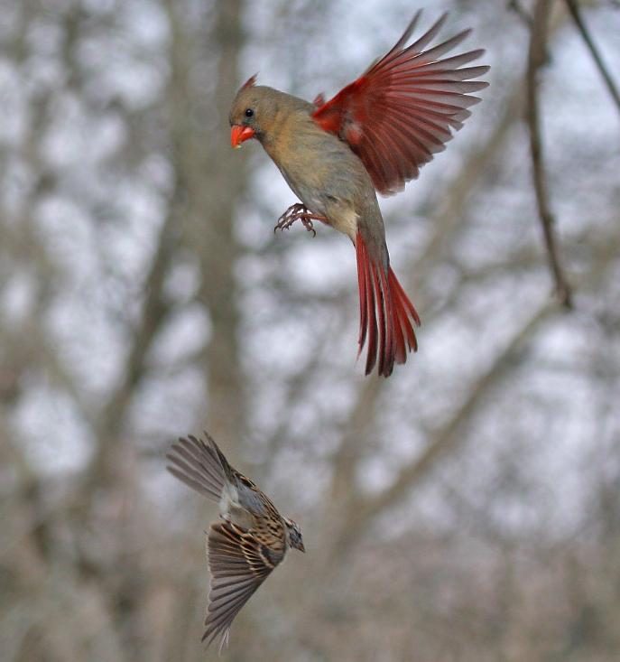 Cardinal Female & Sparrow in flight