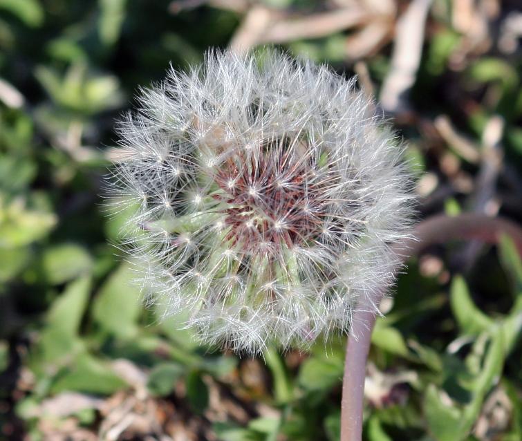Early Dandelion 03-31-09