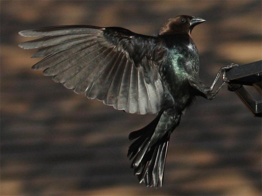 Brown-Headed Cowbird 04-03-09