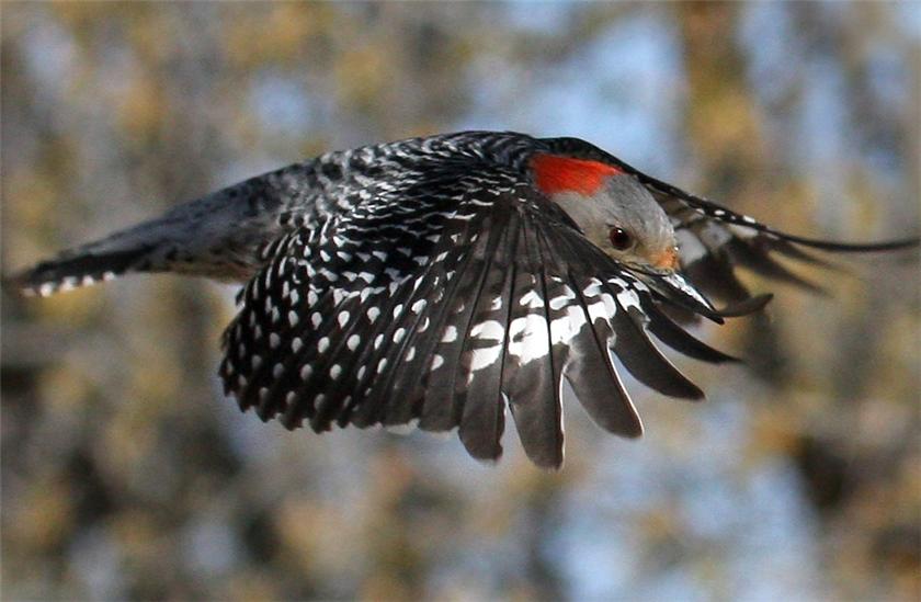 Red-bellied Woodpecker 04-06-09