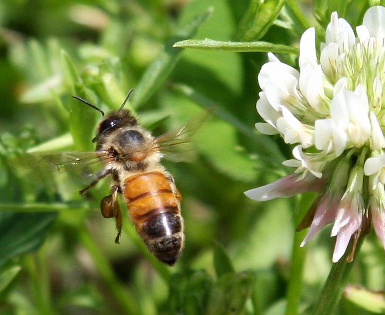 Honey Bee in flight