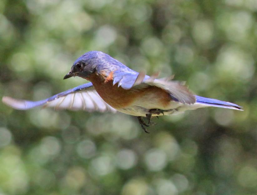 Blue Bird 05-20-09