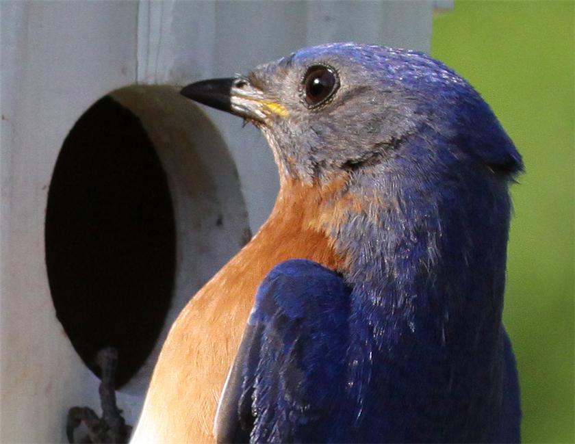 Bluebird Portrate
