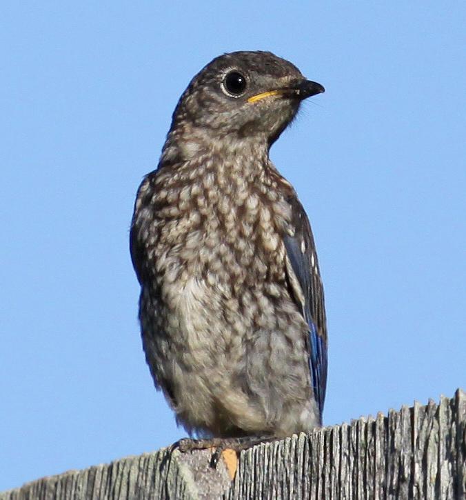 Bluebird Juvenile 05-31-09
