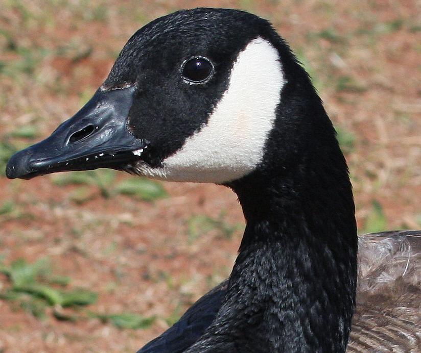 Duck Portrate