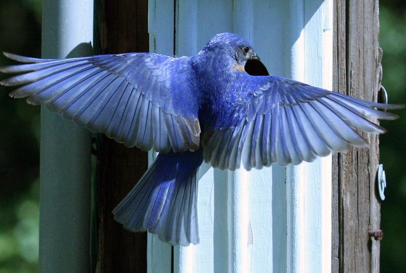 Male Bluebird colors