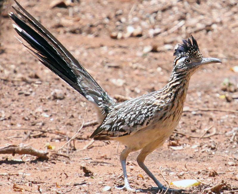 Roadrunner 07-09-09