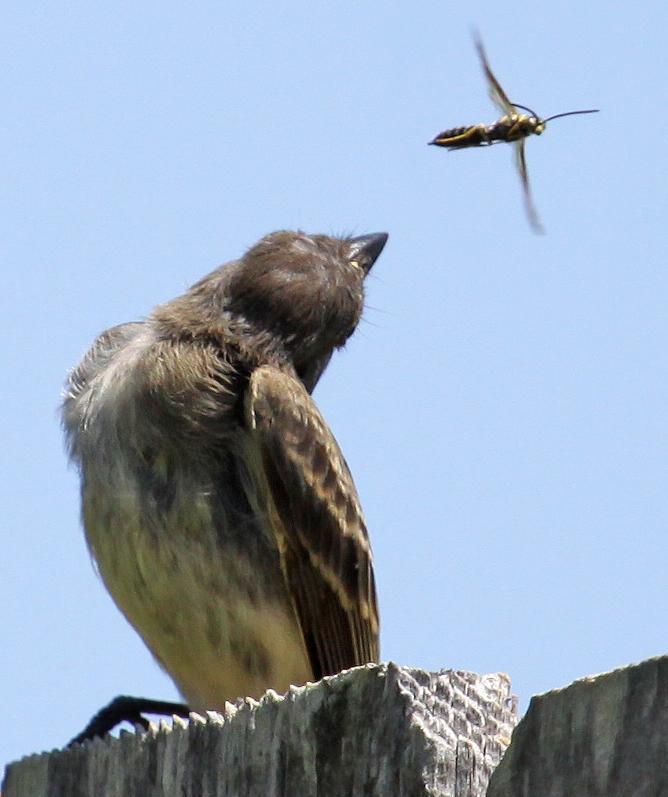 Eastern Phoebe 07-17-09