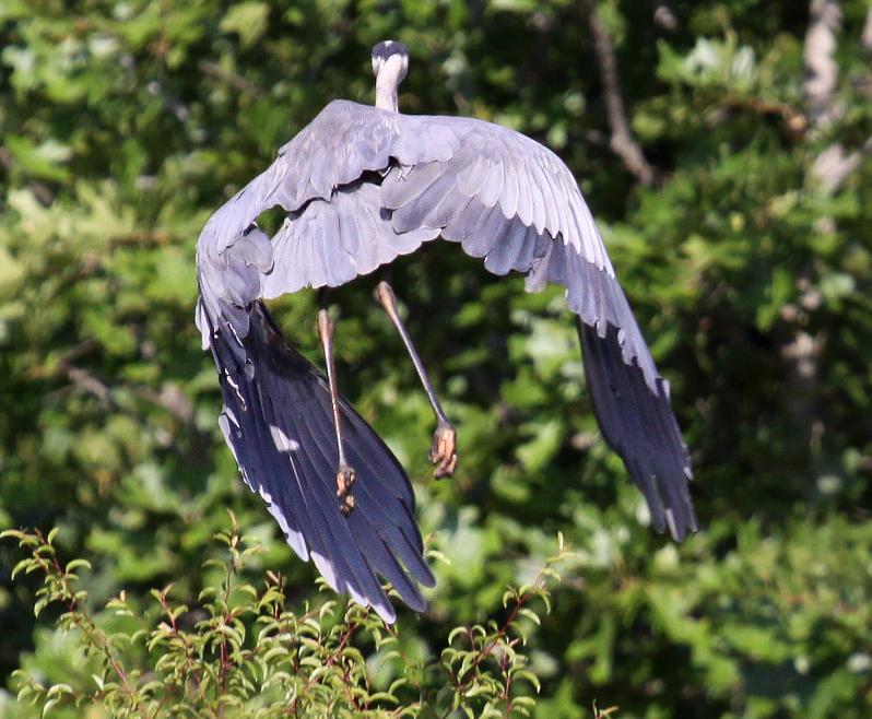 Great Blue Heron 07-20-09