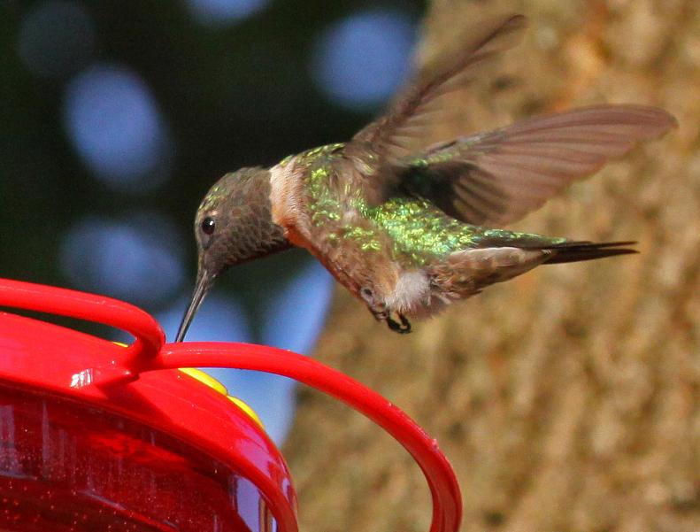 Hummer 08-11-09