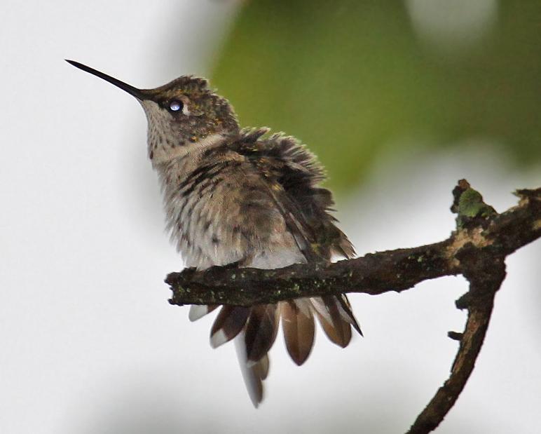 Humming Bird Drying Off