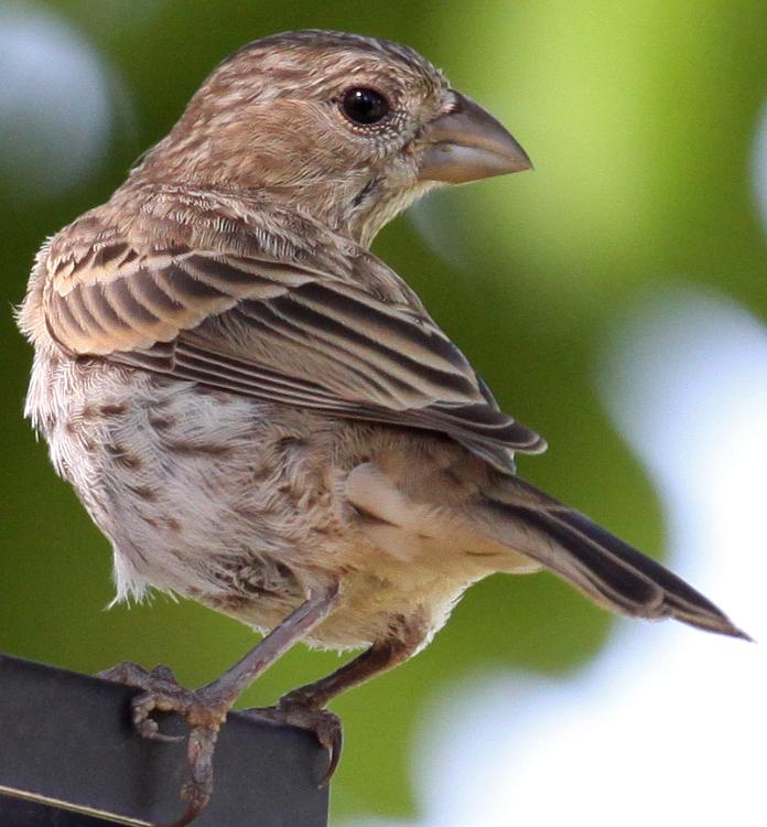 House Finch Female