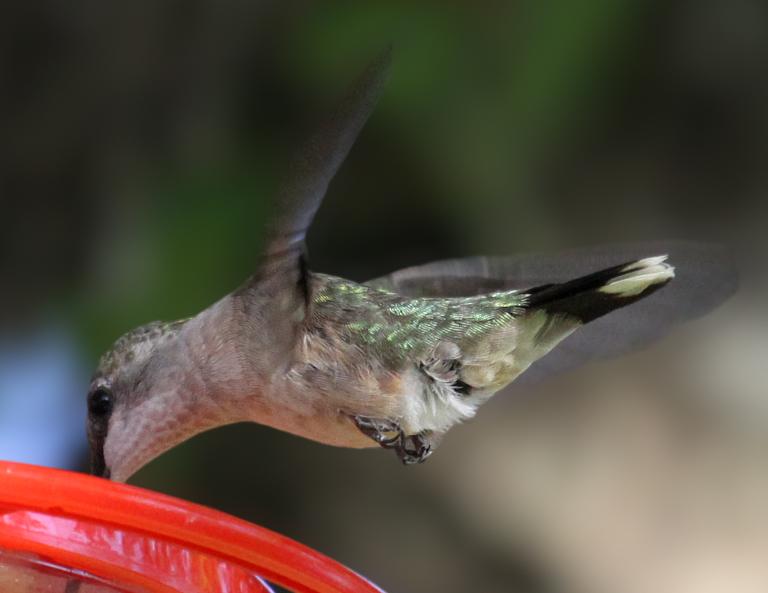 Hummingbird feeding 08-31-09