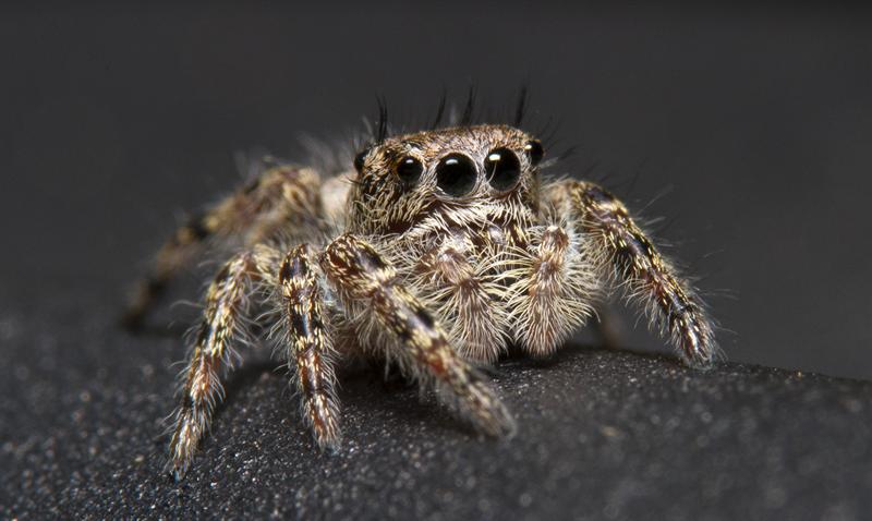 Jumping Spider