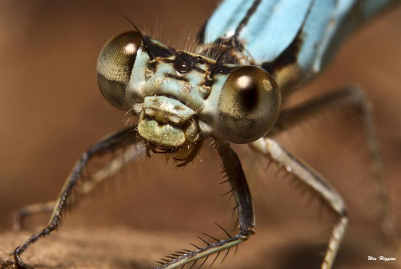 Damselfly Imaged 05-21-12